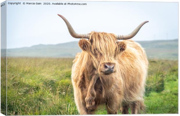 Highland Cattle Canvas Print by Marcia Reay