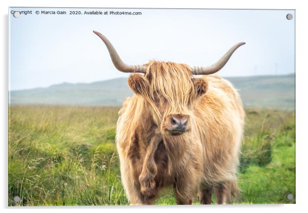 Highland Cattle Acrylic by Marcia Reay