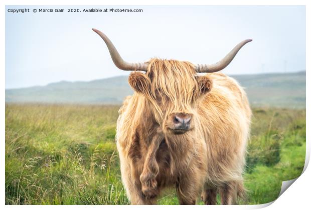 Highland Cattle Print by Marcia Reay