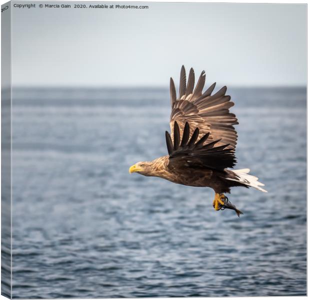 White tailed sea eagle Canvas Print by Marcia Reay