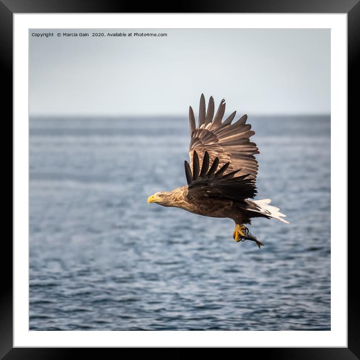 White tailed sea eagle Framed Mounted Print by Marcia Reay