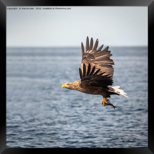 White tailed sea eagle Framed Print by Marcia Reay