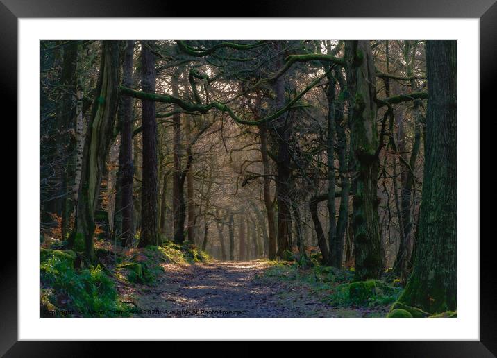 Padley Gorge  Woodland  Framed Mounted Print by Alison Chambers