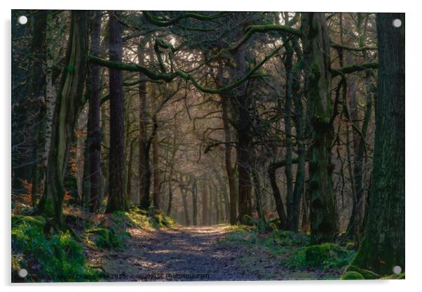 Padley Gorge  Woodland  Acrylic by Alison Chambers