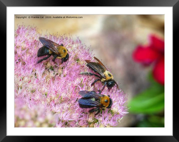 3 Bumblebees Framed Mounted Print by Frankie Cat