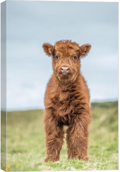 Highland calf on Dartmoor Canvas Print by Images of Devon