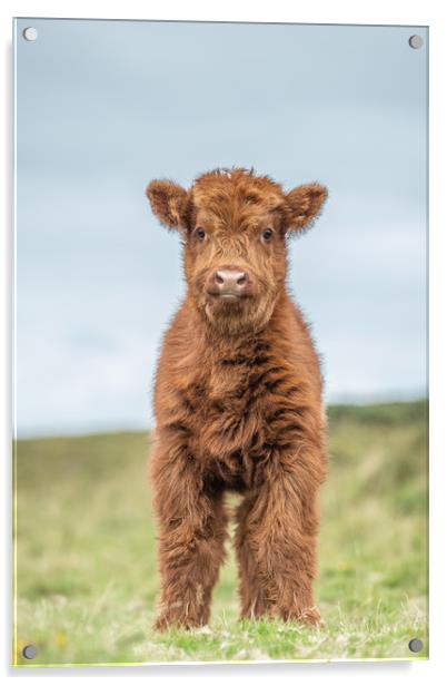 Highland calf on Dartmoor Acrylic by Images of Devon