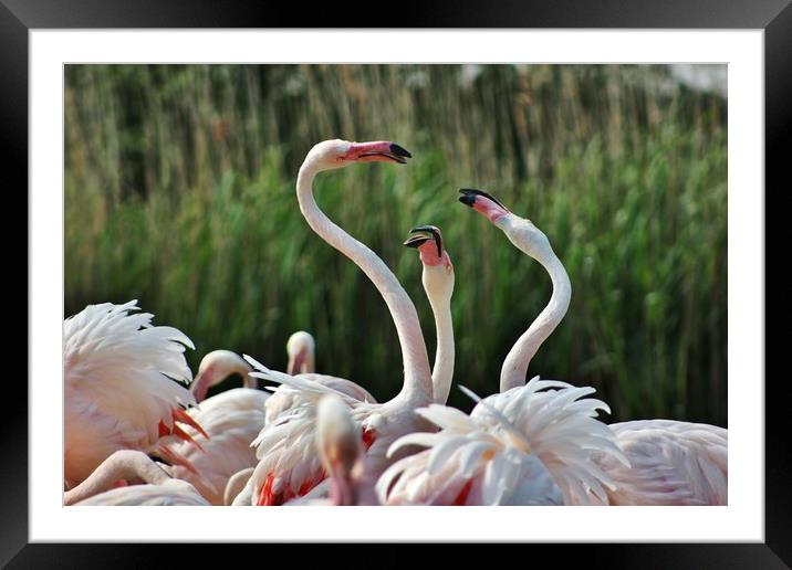 Playful Greater Flamingos Framed Mounted Print by Susan Snow
