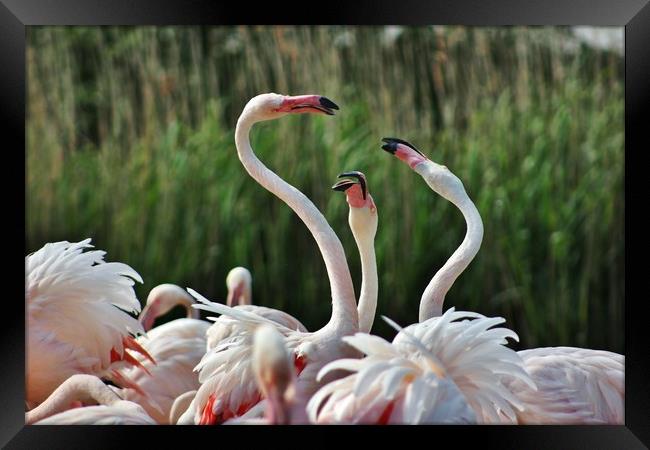 Playful Greater Flamingos Framed Print by Susan Snow