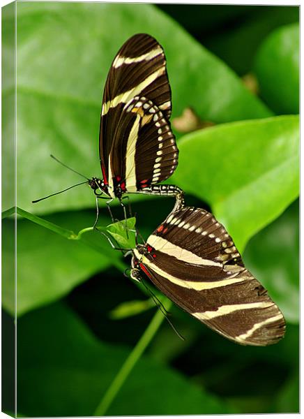 Twins Canvas Print by R K Photography