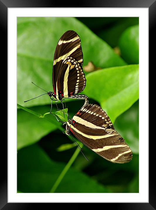 Twins Framed Mounted Print by R K Photography