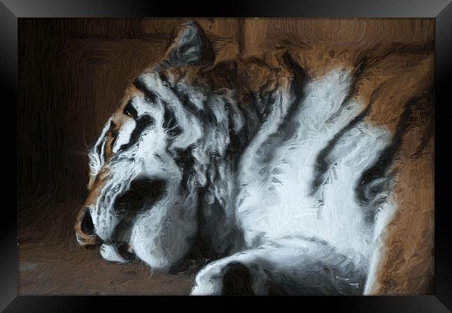 Painted sleeping tiger Framed Print by Doug McRae