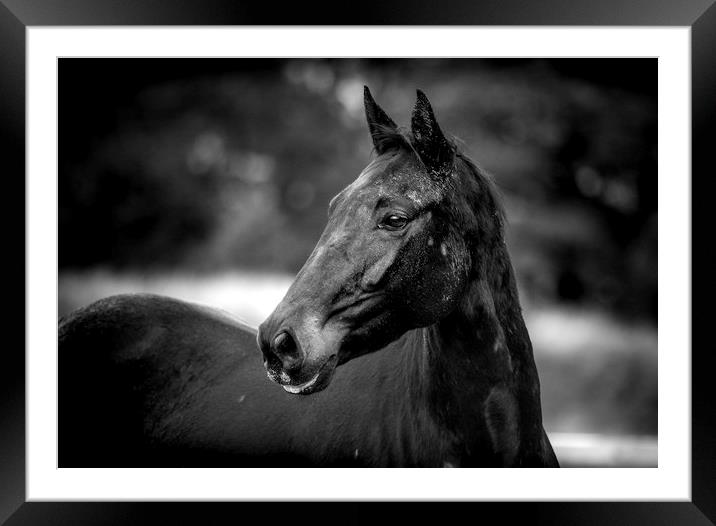 Majestic Equine Beauty Framed Mounted Print by Don Nealon