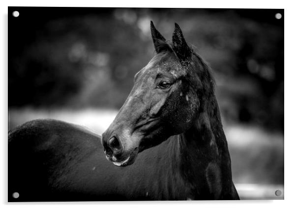 Majestic Equine Beauty Acrylic by Don Nealon