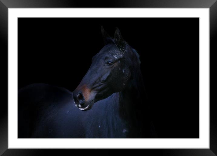 Majestic Black Stallion Framed Mounted Print by Don Nealon