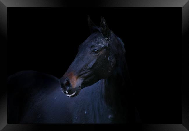 Majestic Black Stallion Framed Print by Don Nealon