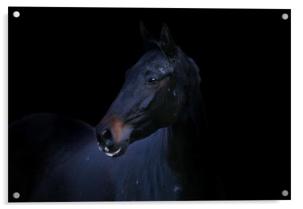 Majestic Black Stallion Acrylic by Don Nealon