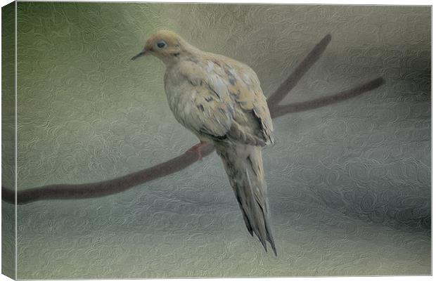 A Mourning Dove Canvas Print by Tom York