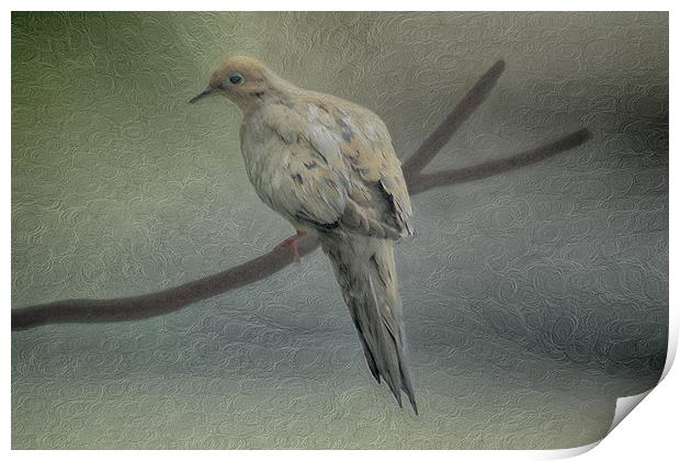 A Mourning Dove Print by Tom York