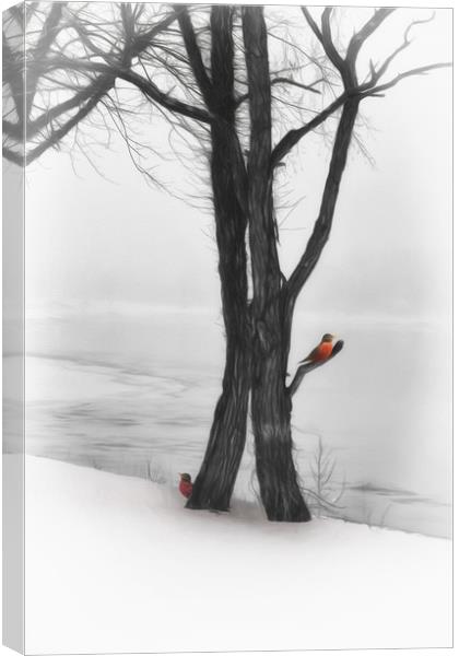 Robins In Winter Canvas Print by Tom York