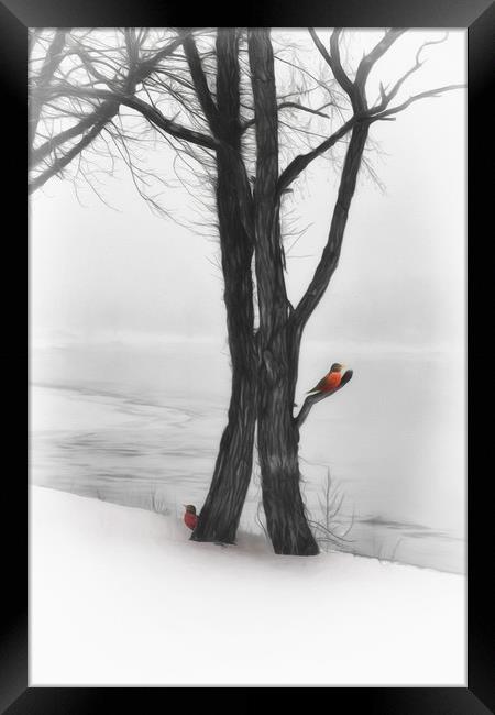 Robins In Winter Framed Print by Tom York