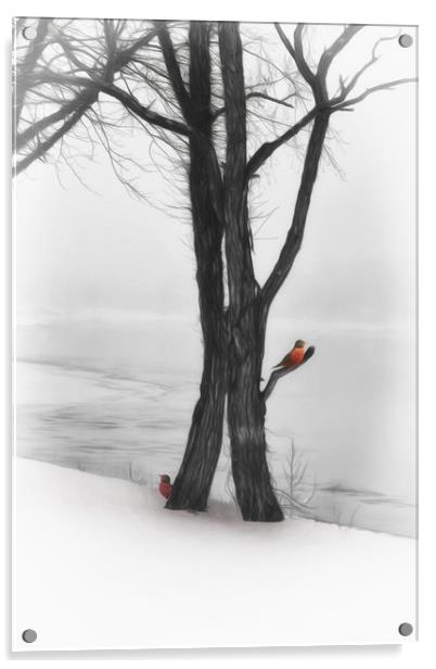 Robins In Winter Acrylic by Tom York