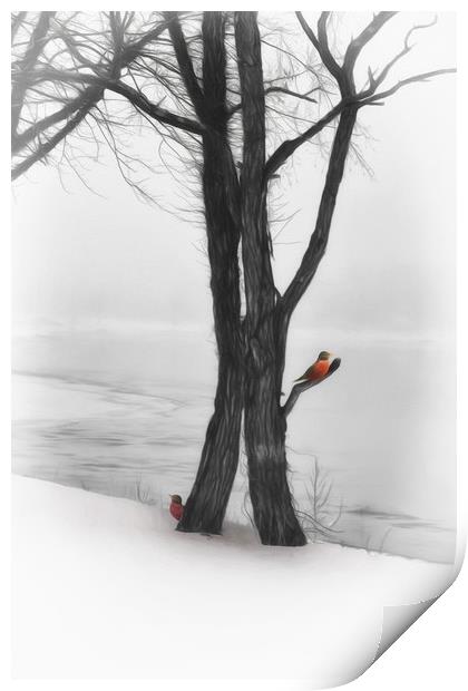 Robins In Winter Print by Tom York