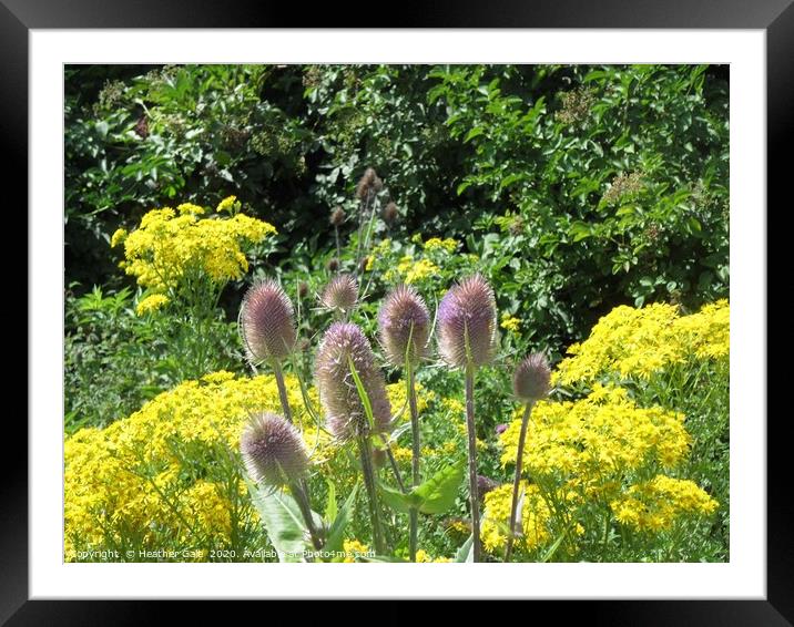 Colour and Contrast Teasel Plant in a Wild Flower  Framed Mounted Print by Heather Gale