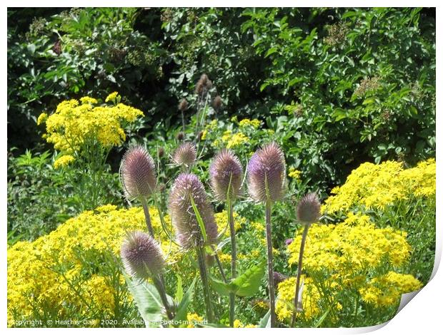 Colour and Contrast Teasel Plant in a Wild Flower  Print by Heather Gale