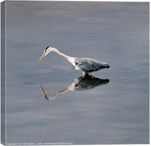 Heron Reflection. Canvas Print by mary spiteri