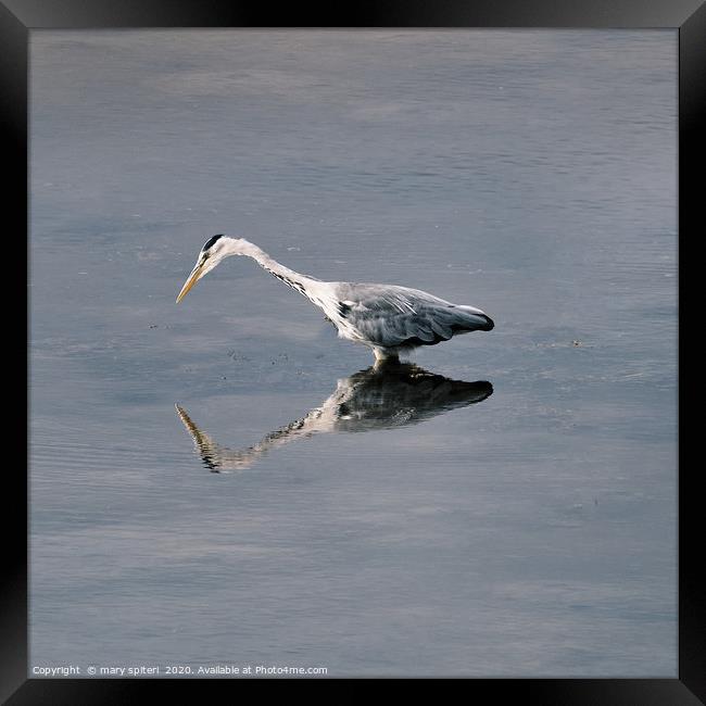 Heron Reflection. Framed Print by mary spiteri