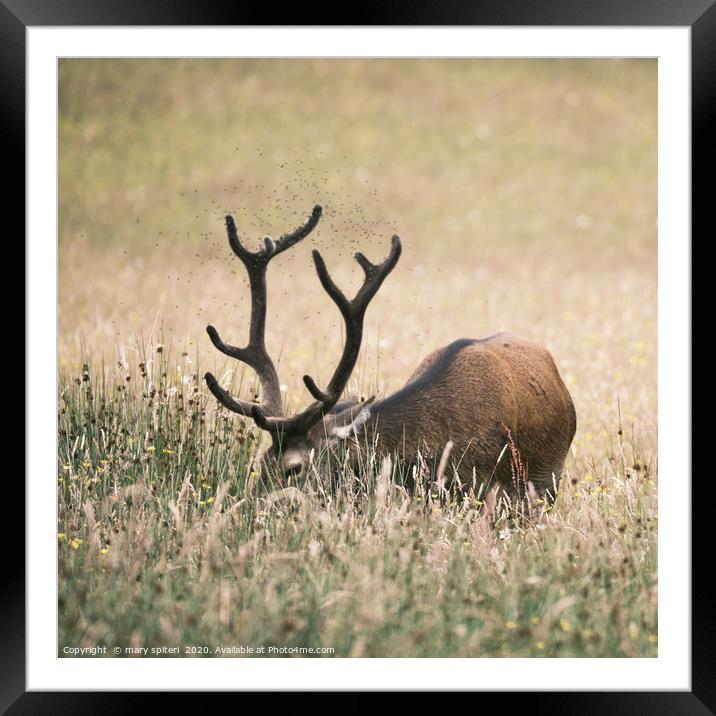 Stag in the Wildflower Meadow Framed Mounted Print by mary spiteri