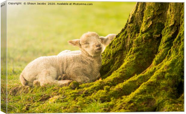 Sleeping Lamb Canvas Print by Shaun Jacobs