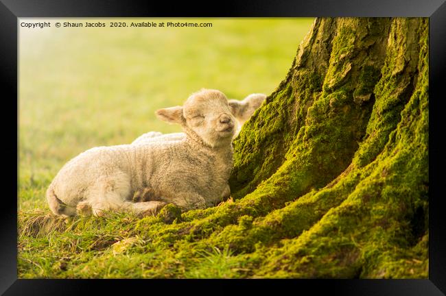 Sleeping Lamb Framed Print by Shaun Jacobs