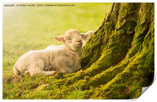 Sleeping Lamb Print by Shaun Jacobs