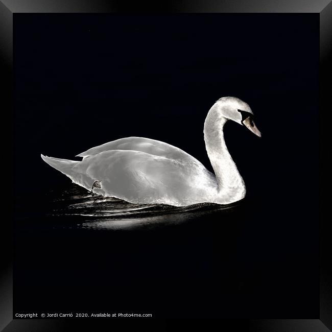 A swan at night on the lake Framed Print by Jordi Carrio
