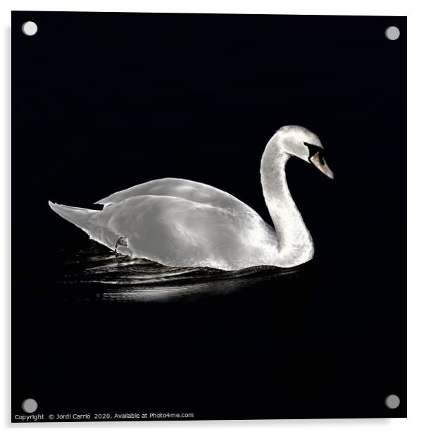 A swan at night on the lake Acrylic by Jordi Carrio