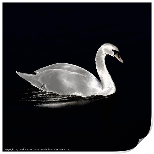 A swan at night on the lake Print by Jordi Carrio