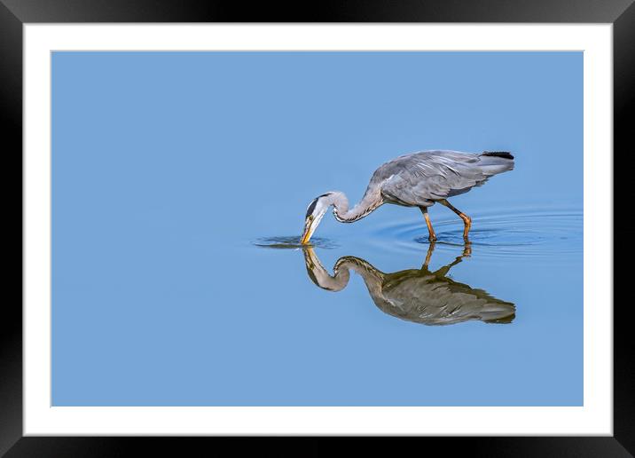 Grey Heron Fishing Framed Mounted Print by Arterra 