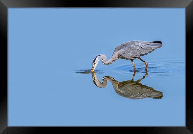 Grey Heron Fishing Framed Print by Arterra 