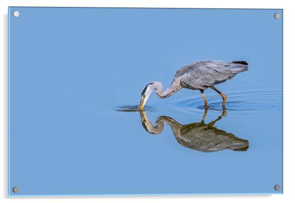 Grey Heron Fishing Acrylic by Arterra 