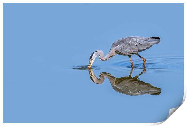 Grey Heron Fishing Print by Arterra 
