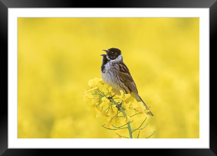 Singing Reed Bunting Framed Mounted Print by Arterra 