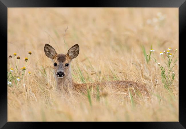 Roe Deer Fawn in Wheat Field Framed Print by Arterra 