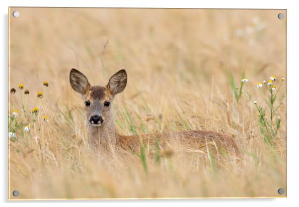 Roe Deer Fawn in Wheat Field Acrylic by Arterra 