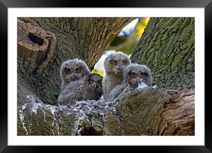 Eagle Owl Chicks Framed Mounted Print by Arterra 