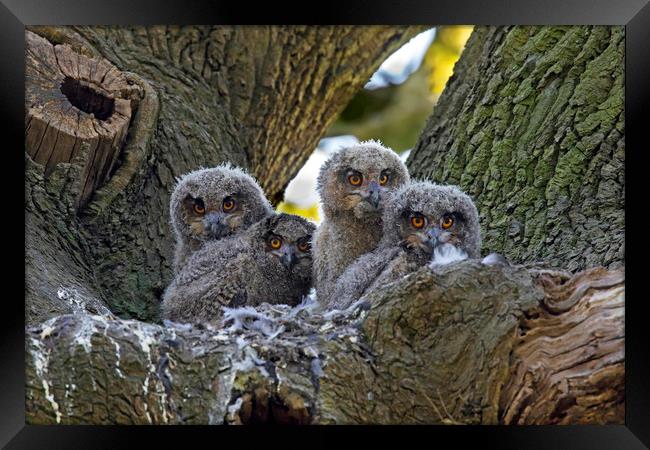 Eagle Owl Chicks Framed Print by Arterra 