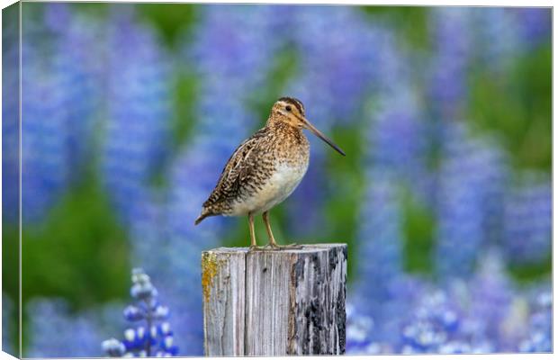 Common Snipe and Lupines Canvas Print by Arterra 
