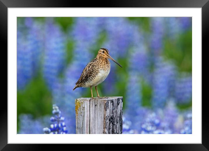 Common Snipe and Lupines Framed Mounted Print by Arterra 