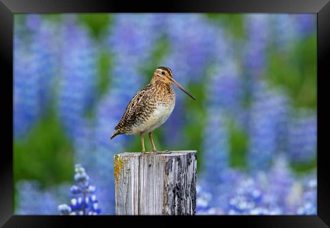 Common Snipe and Lupines Framed Print by Arterra 